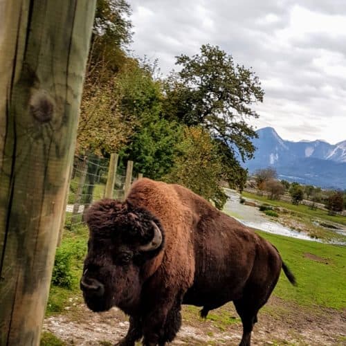 Bison bei Ausflug in Tierpark Rosegg in Kärnten Nähe Wörthersee - Sehenswürdigkeiten in der Carnica Region Rosental, Österreich