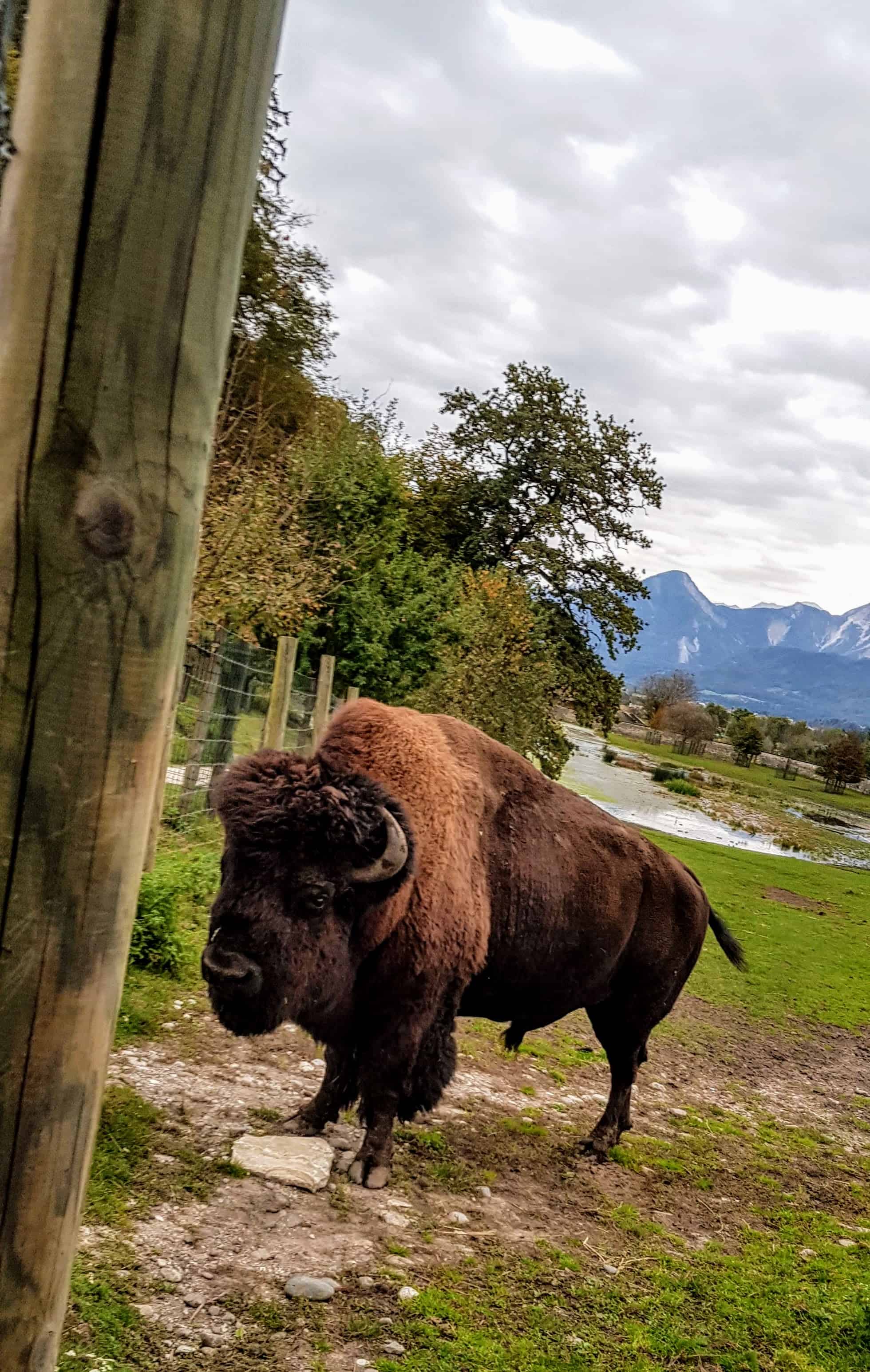 Bison bei Ausflug in Tierpark Rosegg in Kärnten Nähe Wörthersee - Sehenswürdigkeiten in der Carnica Region Rosental, Österreich