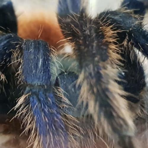 Spinnen im ganzjährig geöffneten Familienausflugsziel Happ Reptilienzoo in Klagenfurt Kärnten