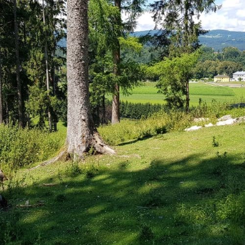 Steinbock und Schloss Rosegg im familienfreundlichen Tierpark