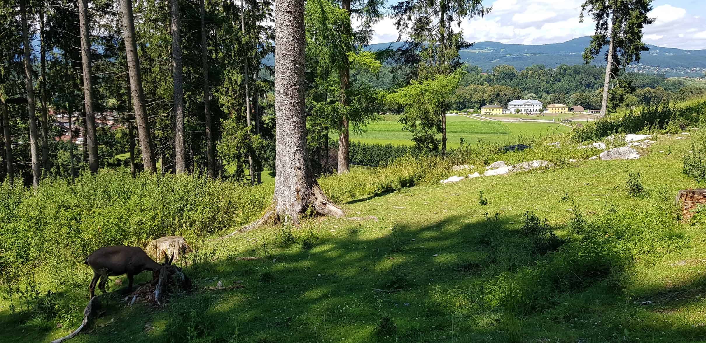 Steinbock und Schloss Rosegg im familienfreundlichen Tierpark