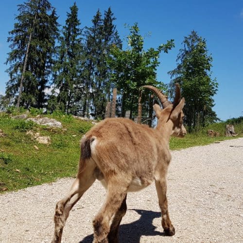 Kinder und Steinböcke entlang des Weges im Tierpark Rosegg Kärnten