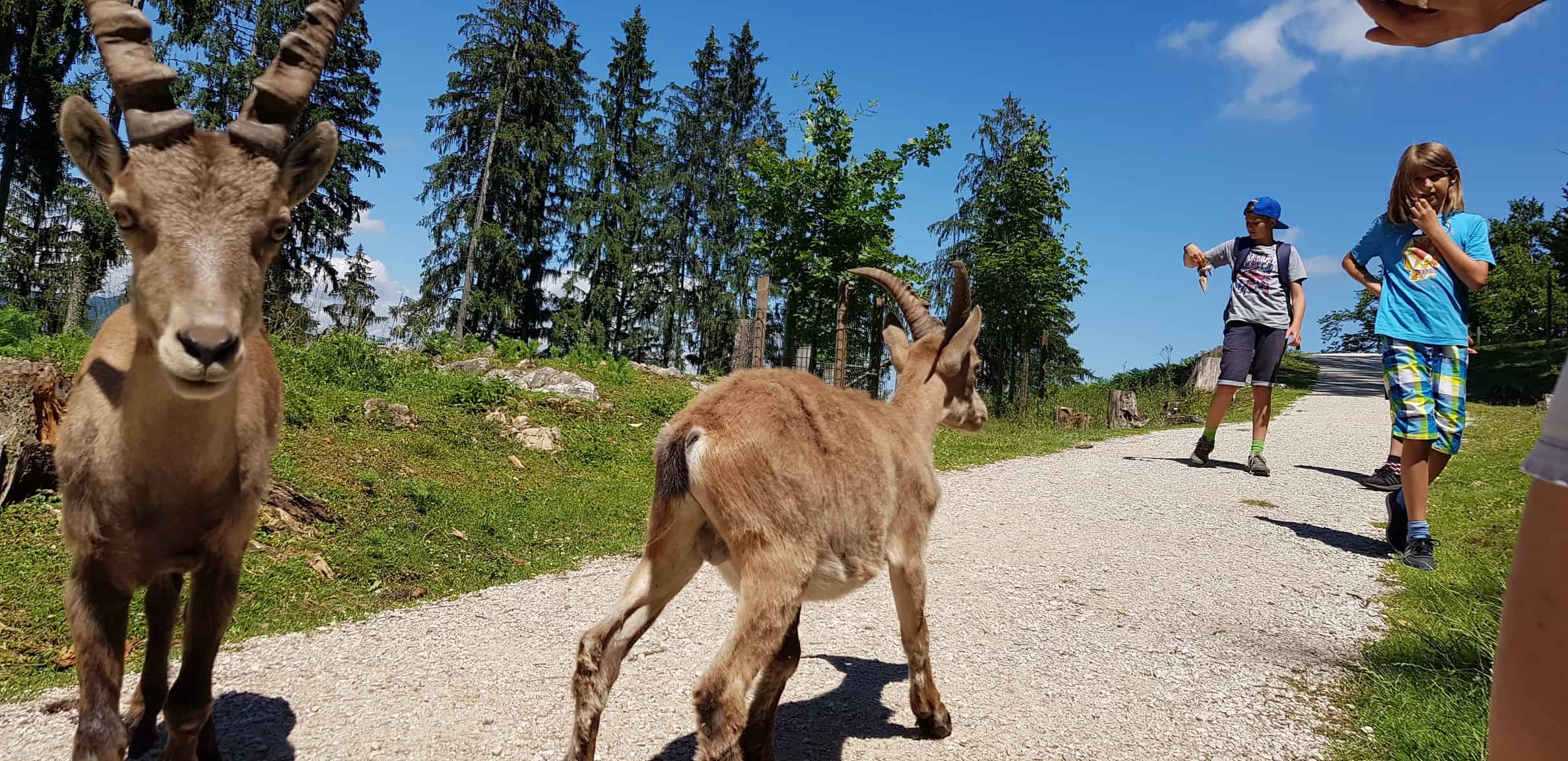 Kinder und Steinböcke entlang des Weges im Tierpark Rosegg Kärnten