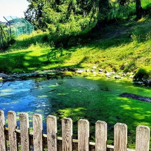 Teich im Tierpark Rosegg kinderfreundliche Ausflugsziele Kärnten