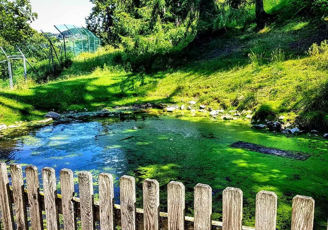 Teich im Tierpark Rosegg kinderfreundliche Ausflugsziele Kärnten