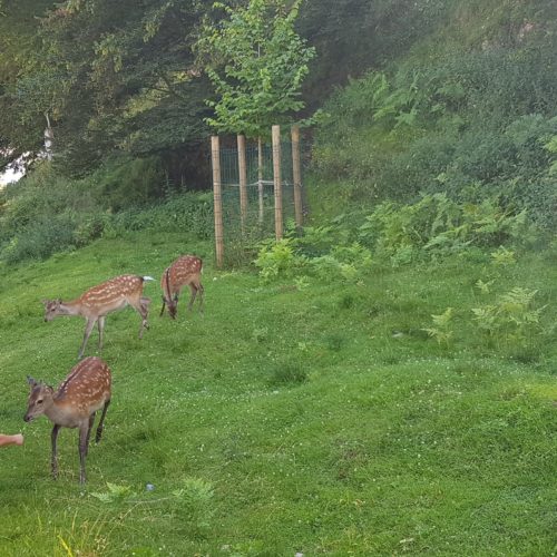 Rehe - Tiere entlang des Wanderweges im Tierpark Rosegg Nähe Wörthersee