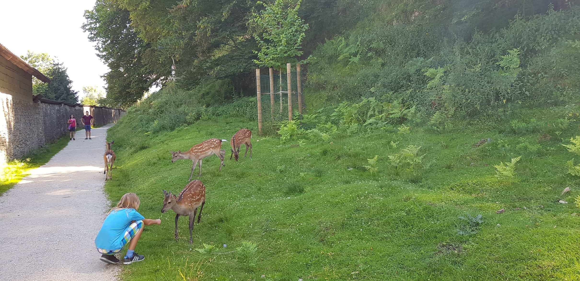 Rehe - Tiere entlang des Wanderweges im Tierpark Rosegg Nähe Wörthersee