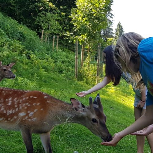 Kinder füttern die Rehe im Ausflugsziel Tierpark Rosegg Kärnten Wörthersee