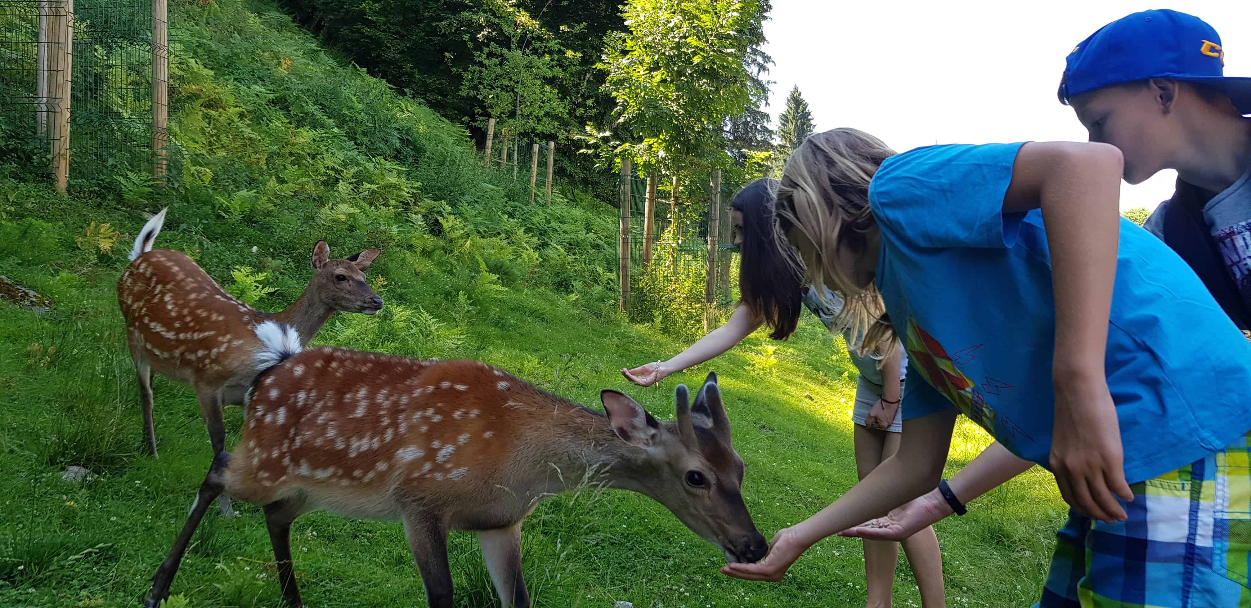 Kinder füttern die Rehe im Ausflugsziel Tierpark Rosegg Kärnten Wörthersee