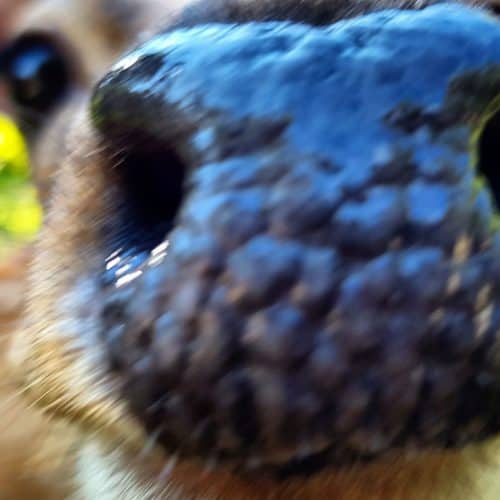 Tiere füttern streicheln kinderfreundliches Ausflugsziel Kärnten Tierpark Rosegg