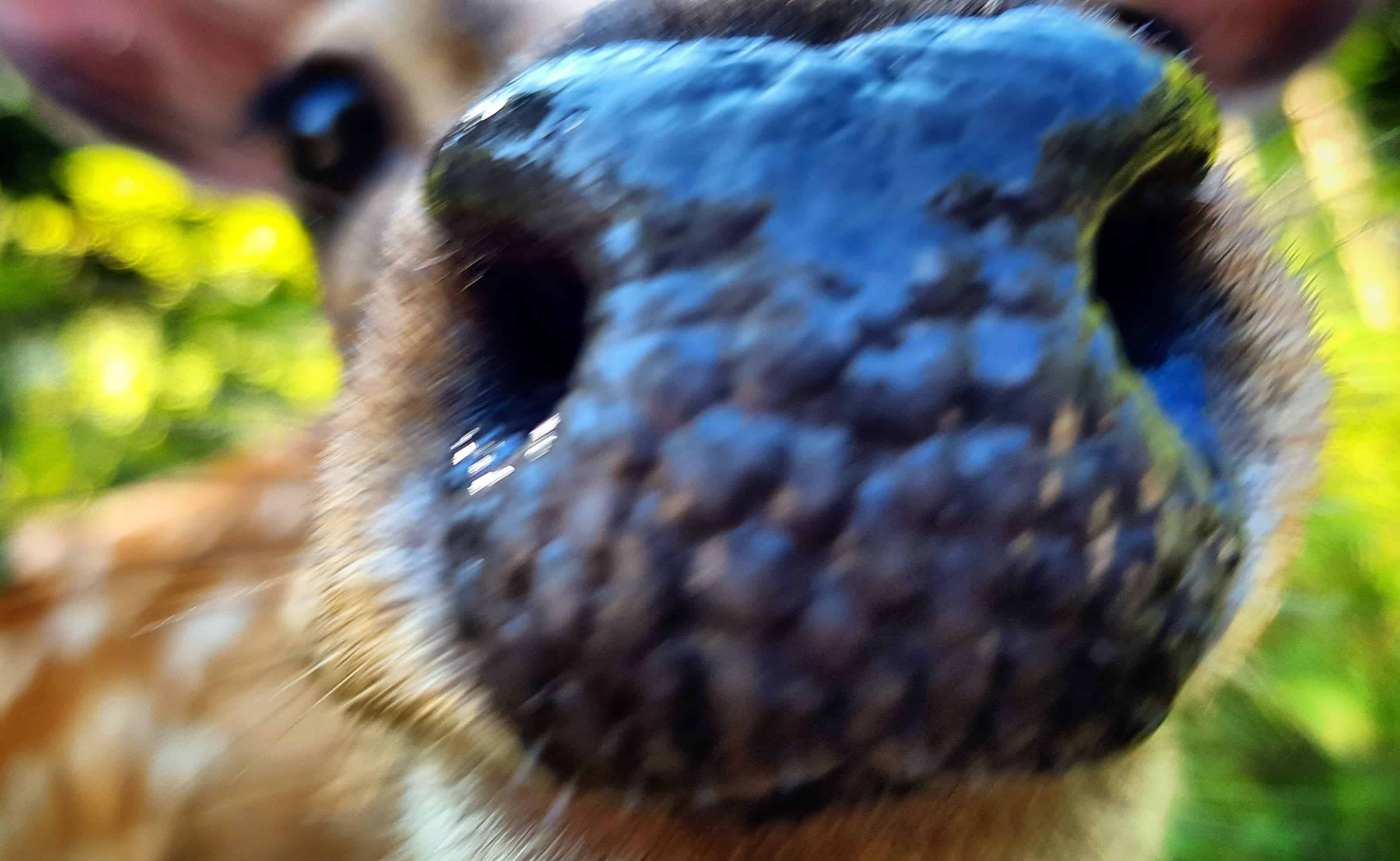 Tiere füttern streicheln kinderfreundliches Ausflugsziel Kärnten Tierpark Rosegg