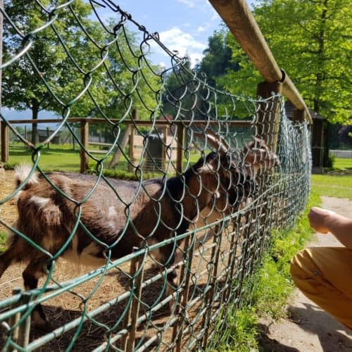 Tiere füttern Tierpark Rosegg Streichelzoo Ziegen kinderfreundliches Ausflugsziel