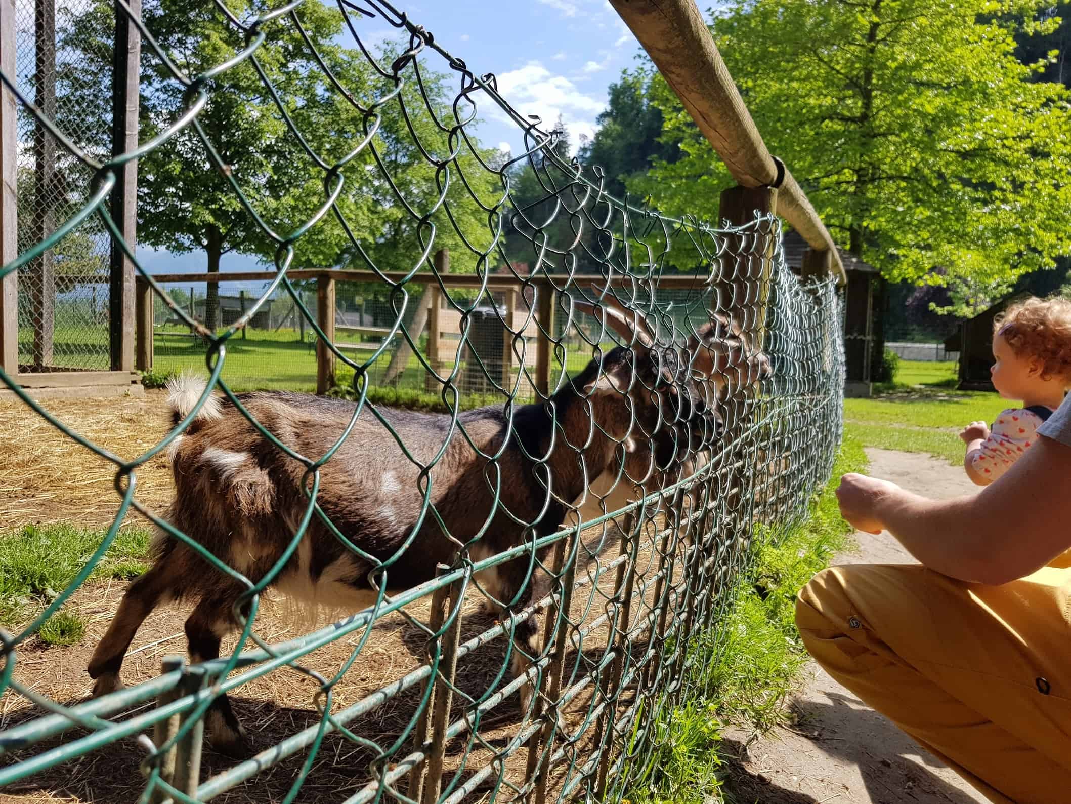 Tiere füttern Tierpark Rosegg Streichelzoo Ziegen kinderfreundliches Ausflugsziel