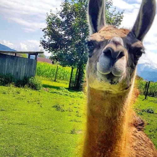 Tiere im Tierpark Rosegg Streichelzoo Lama kinderfreundlich Kärnten