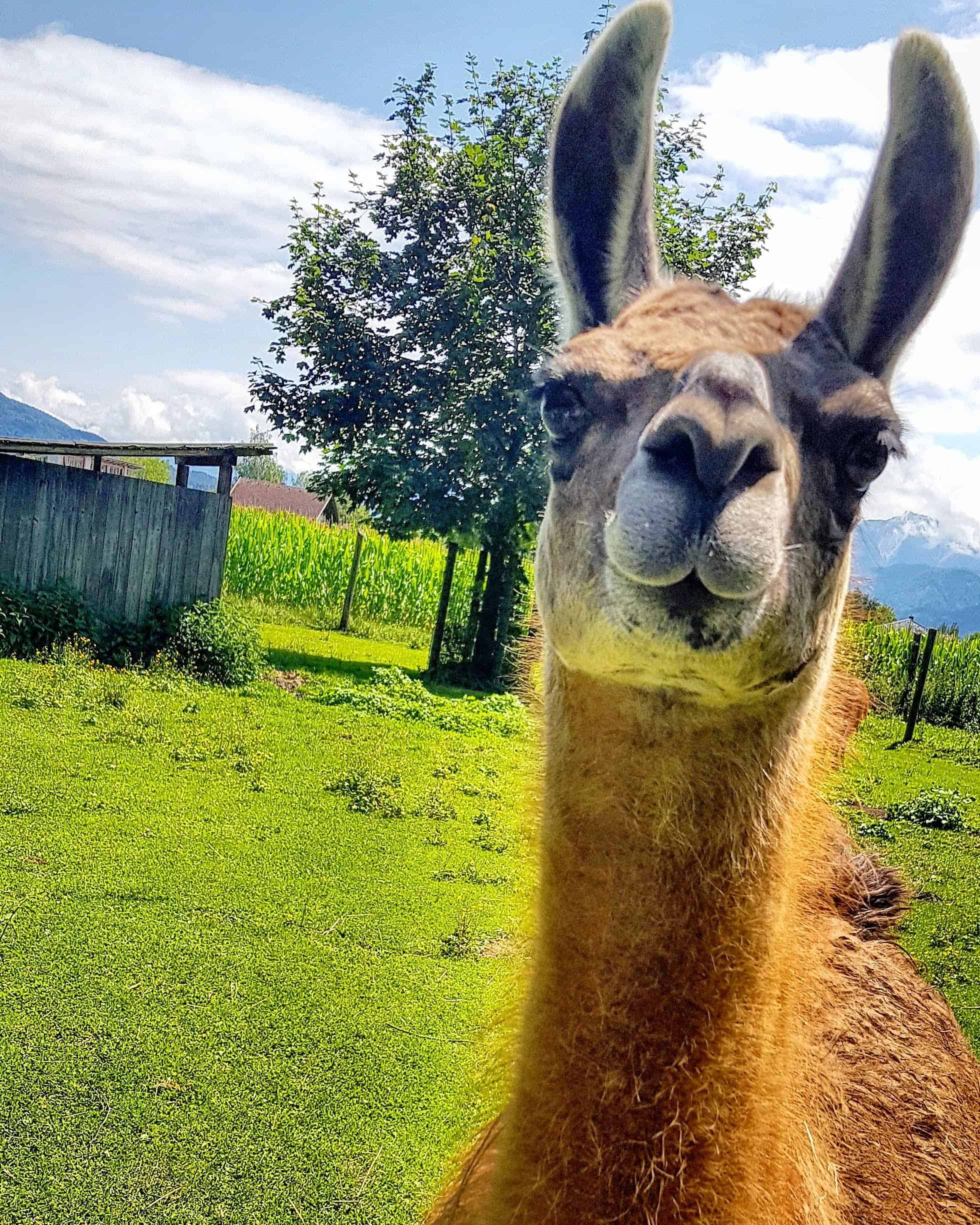 Tiere im Tierpark Rosegg Streichelzoo Lama kinderfreundlich Kärnten