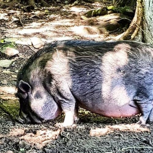 Hängebauchschwein - Tiere im Wildtierpark Rosegg Nähe Wörthersee Kärnten