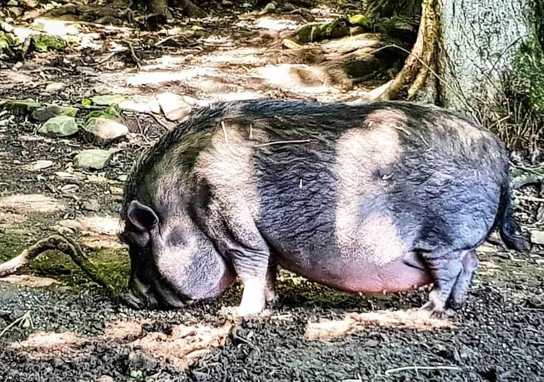 Hängebauchschwein - Tiere im Wildtierpark Rosegg Nähe Wörthersee Kärnten