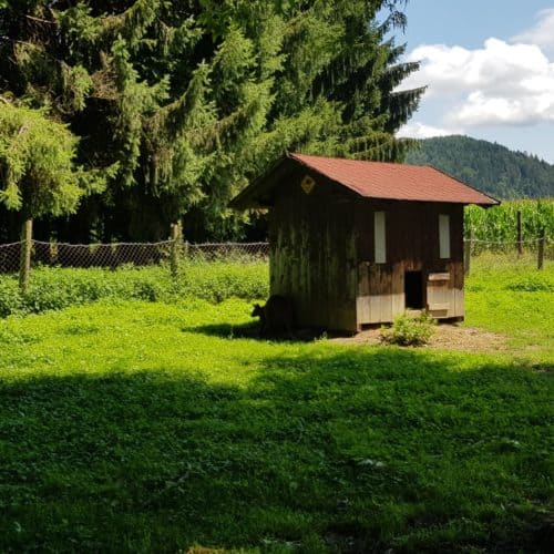 tierfreundliche Gehege Tierpark Rosegg mit Kindern in Kärnten