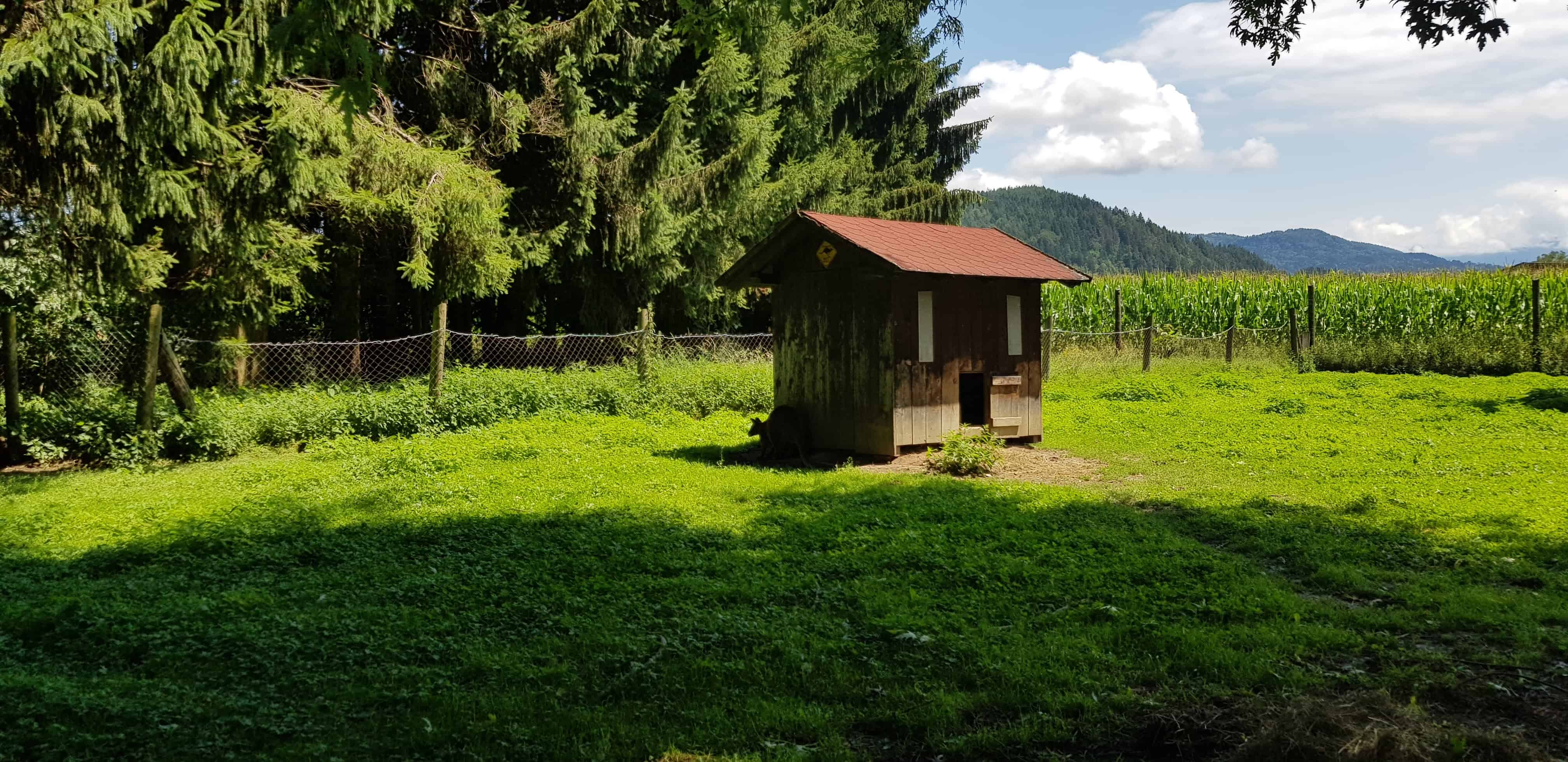 tierfreundliche Gehege Tierpark Rosegg mit Kindern in Kärnten