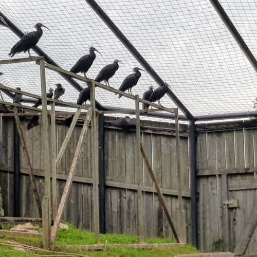 Waldrappe - Vögel im Tierpark Rosegg in Kärnten Nähe Wörthersee, Österreich