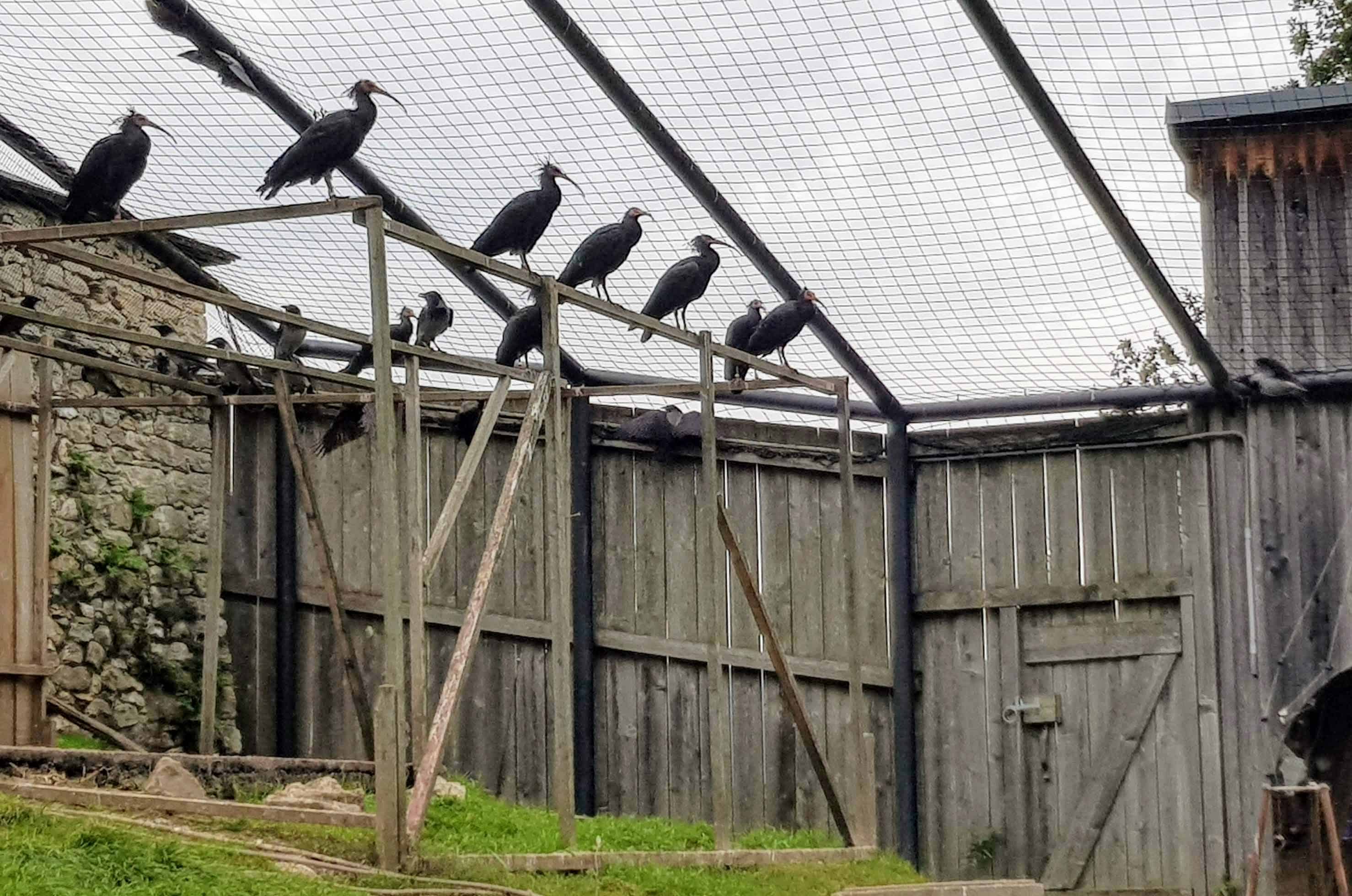 Waldrappe - Vögel im Tierpark Rosegg in Kärnten Nähe Wörthersee, Österreich