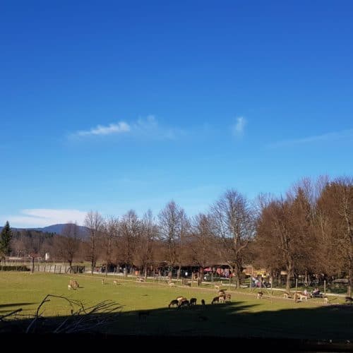 Blick zurück auf den Eingangsbereich mit Buffet und Kinderspielplatz des Tierpark Rosegg in Kärnten.