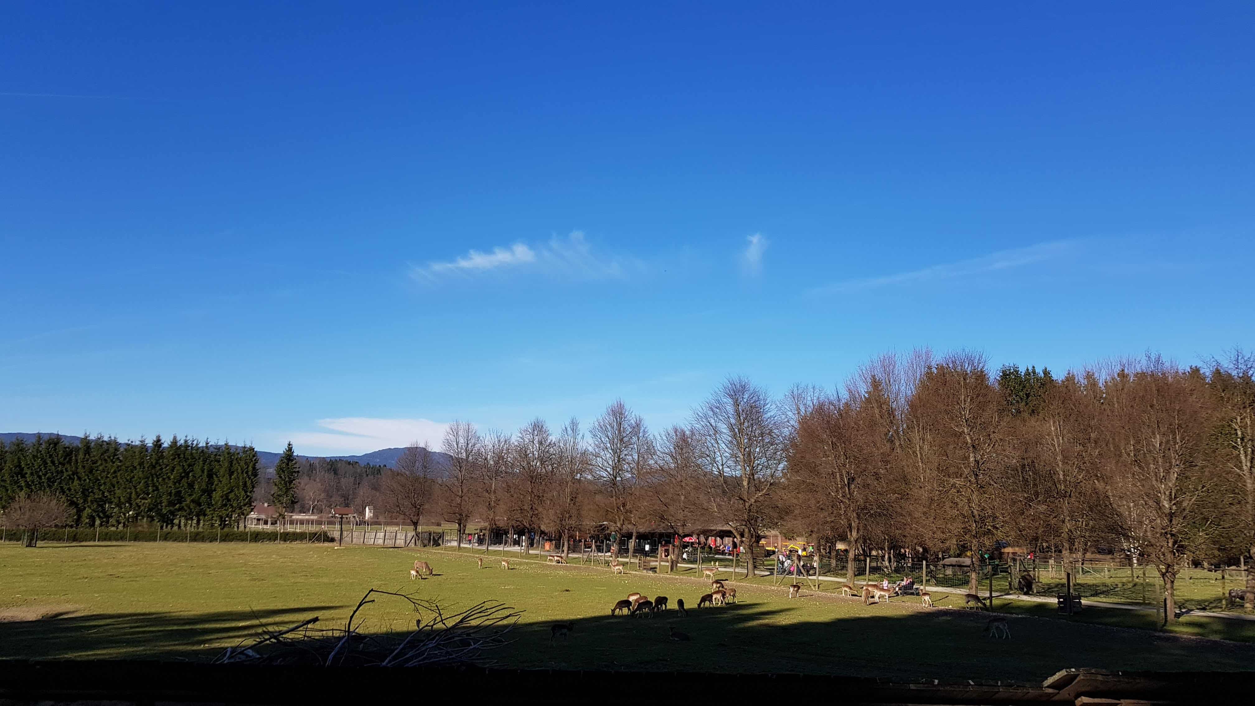 Blick zurück auf den Eingangsbereich mit Buffet und Kinderspielplatz des Tierpark Rosegg in Kärnten.