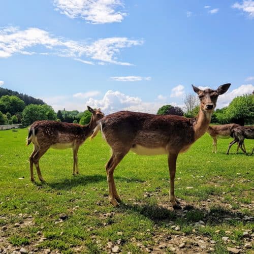 Tierpark Rosegg kinderfreundliche Ausflugsziele Kärnten Wörthersee