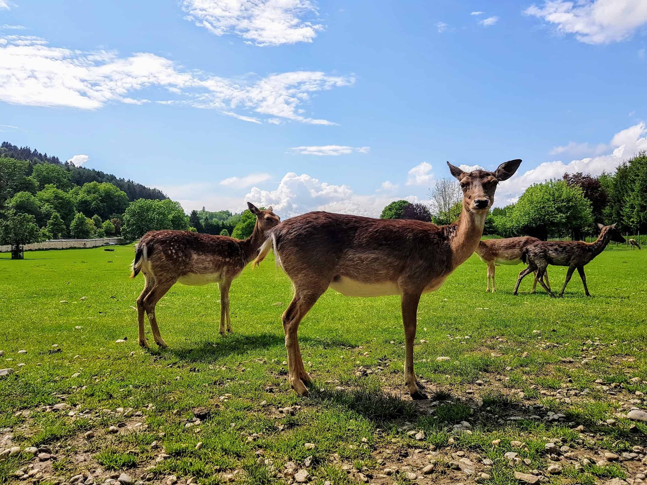 Tierpark Rosegg kinderfreundliche Ausflugsziele Kärnten Wörthersee