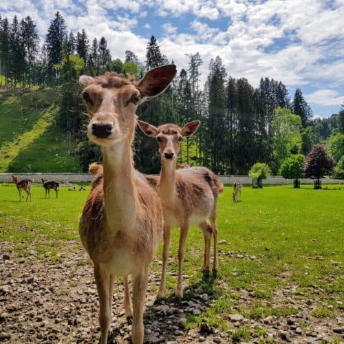 Tierpark Rosegg Wild kinderfreundliche Ausflugsziele Kärnten Wörthersee