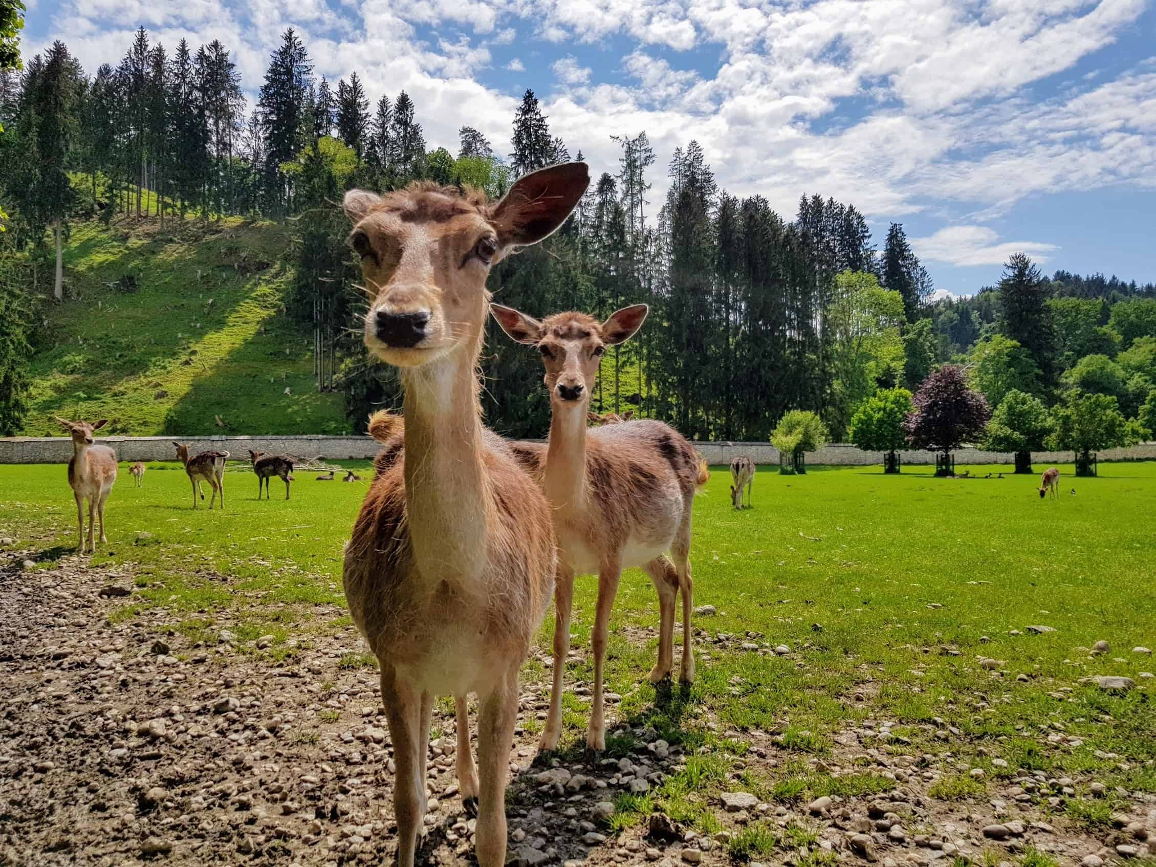 Tierpark Rosegg Wild kinderfreundliche Ausflugsziele Kärnten Wörthersee