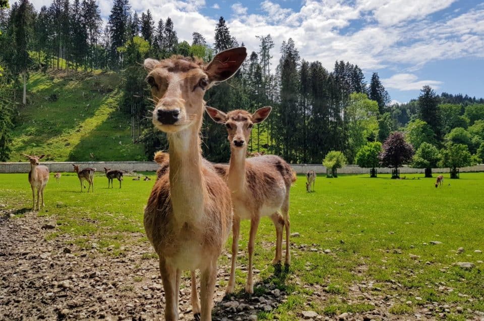 familienfreundlicher Ausflug mit Kindern in Wildtierpark Rosegg, Rehe