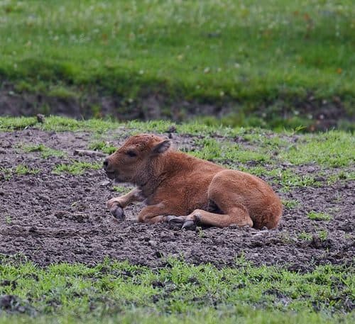 TOP Ausflugsziele Kärnten: Bison Baby im Tierpark, Schloss & Labyrinth Rosegg