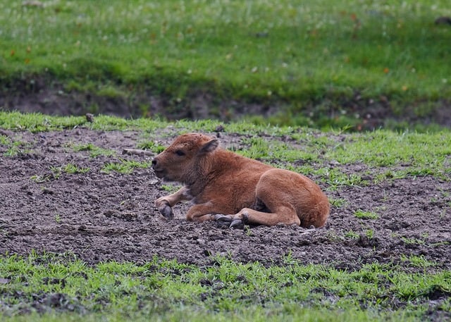 TOP Ausflugsziele Kärnten: Bison Baby im Tierpark, Schloss & Labyrinth Rosegg