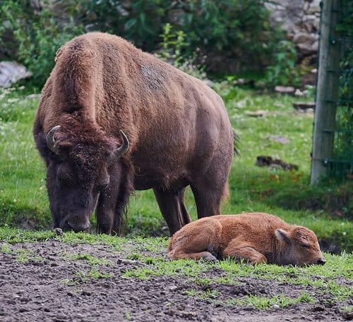 TOP Ausflugsziele Kärnten Tierpark Rosegg Bison Baby mit Mama