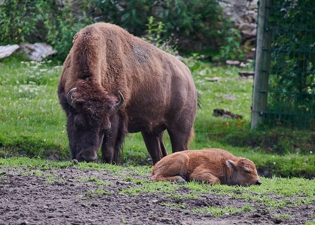 TOP Ausflugsziele Kärnten Tierpark Rosegg Bison Baby mit Mama