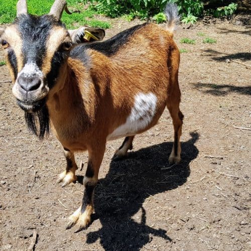 Ausflug Tierpark Rosegg Ziege familienfreundlicher Streichelzoo