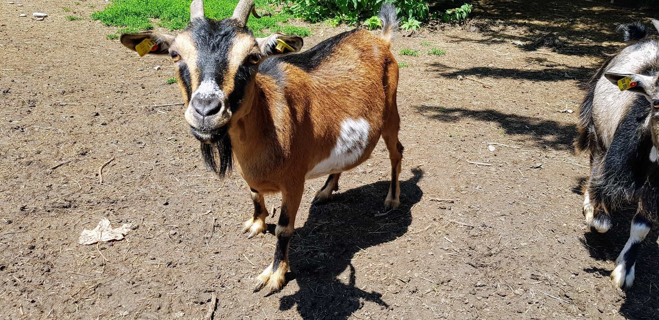 Ausflug Tierpark Rosegg Ziege familienfreundlicher Streichelzoo