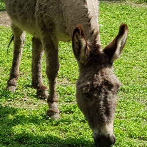 Urlaub Kärnten Ausflugsziel Tierpark Rosegg Wörthersee Esel Streichelzoo