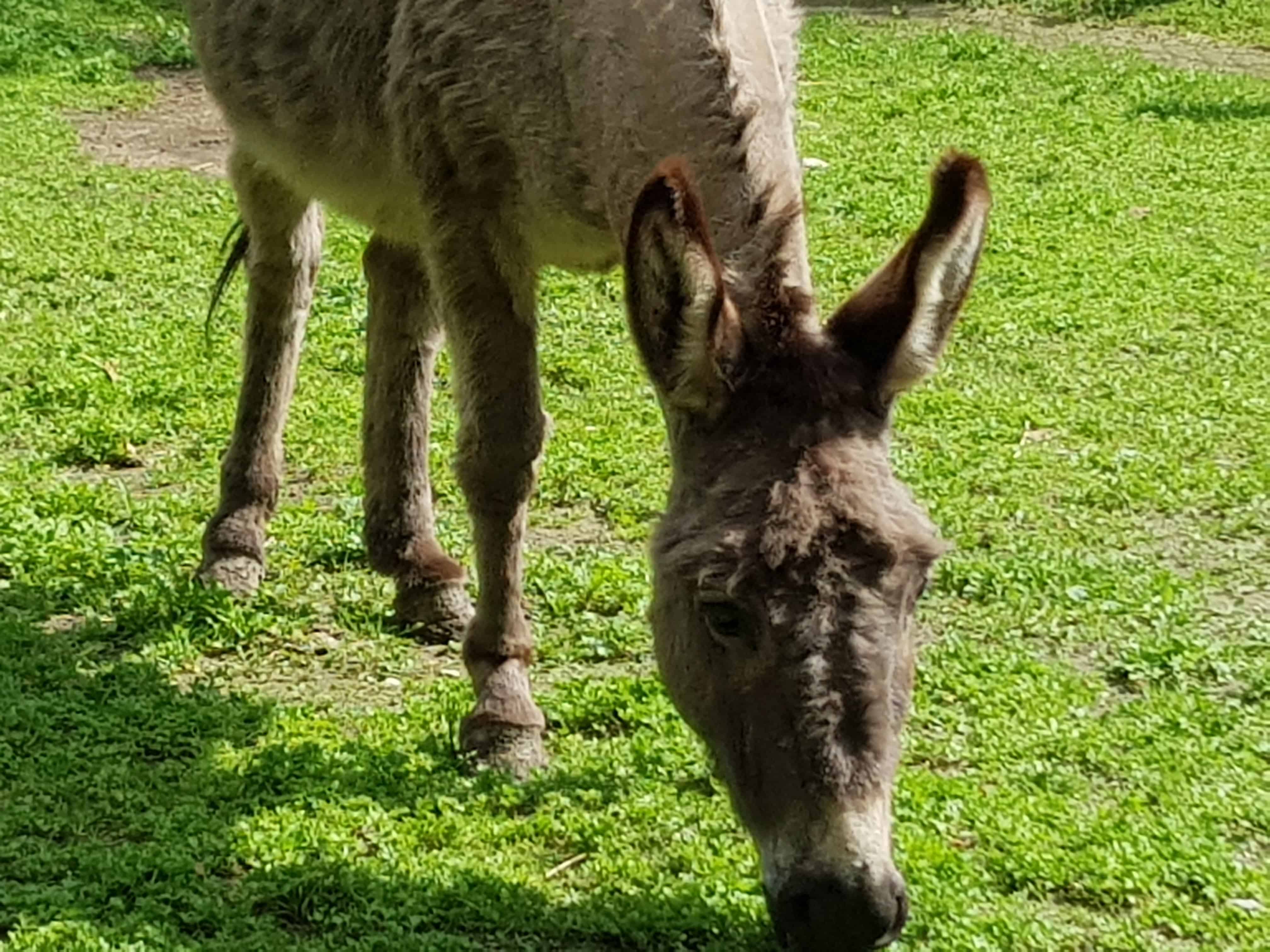 Urlaub Kärnten Ausflugsziel Tierpark Rosegg Wörthersee Esel Streichelzoo