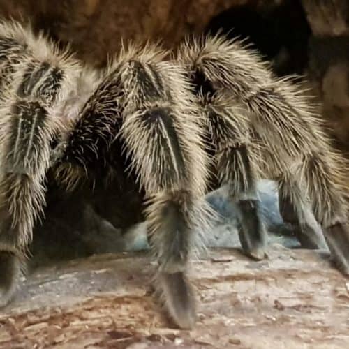 Vogelspinne im Reptilienzoo Happ in Klagenfurt - ganzjährig geöffnet - Regenwetter Ausflugsziele in Kärnten