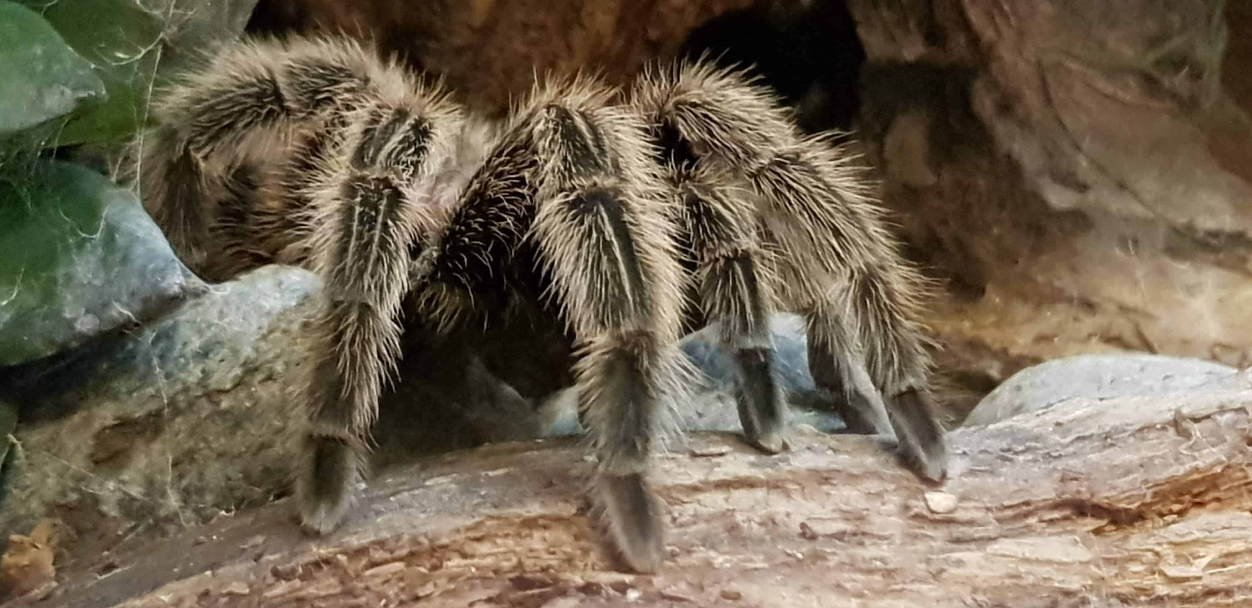 Vogelspinne im Reptilienzoo Happ in Klagenfurt - ganzjährig geöffnet - Regenwetter Ausflugsziele in Kärnten