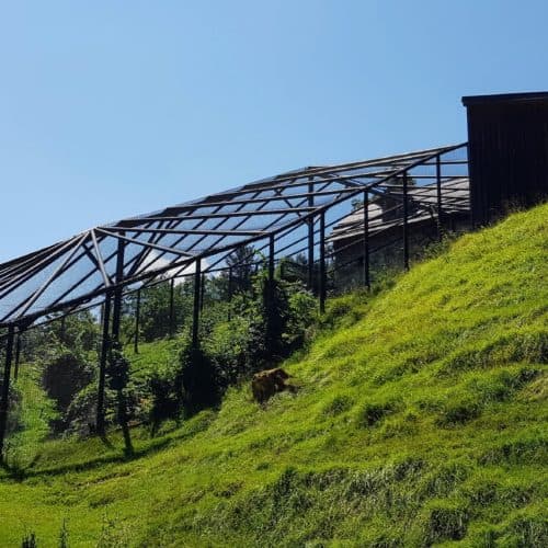 Waldrapp-Gehege Tierschutz Projekt Tierpark Schloss Labyrinth Rosegg Kärnten