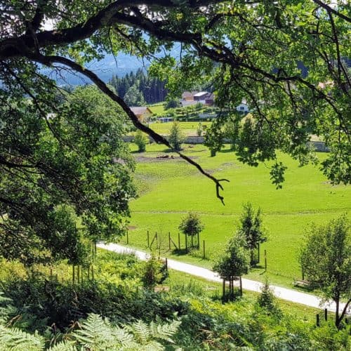 Weg zum Bison Gehege Tierpark Rosegg