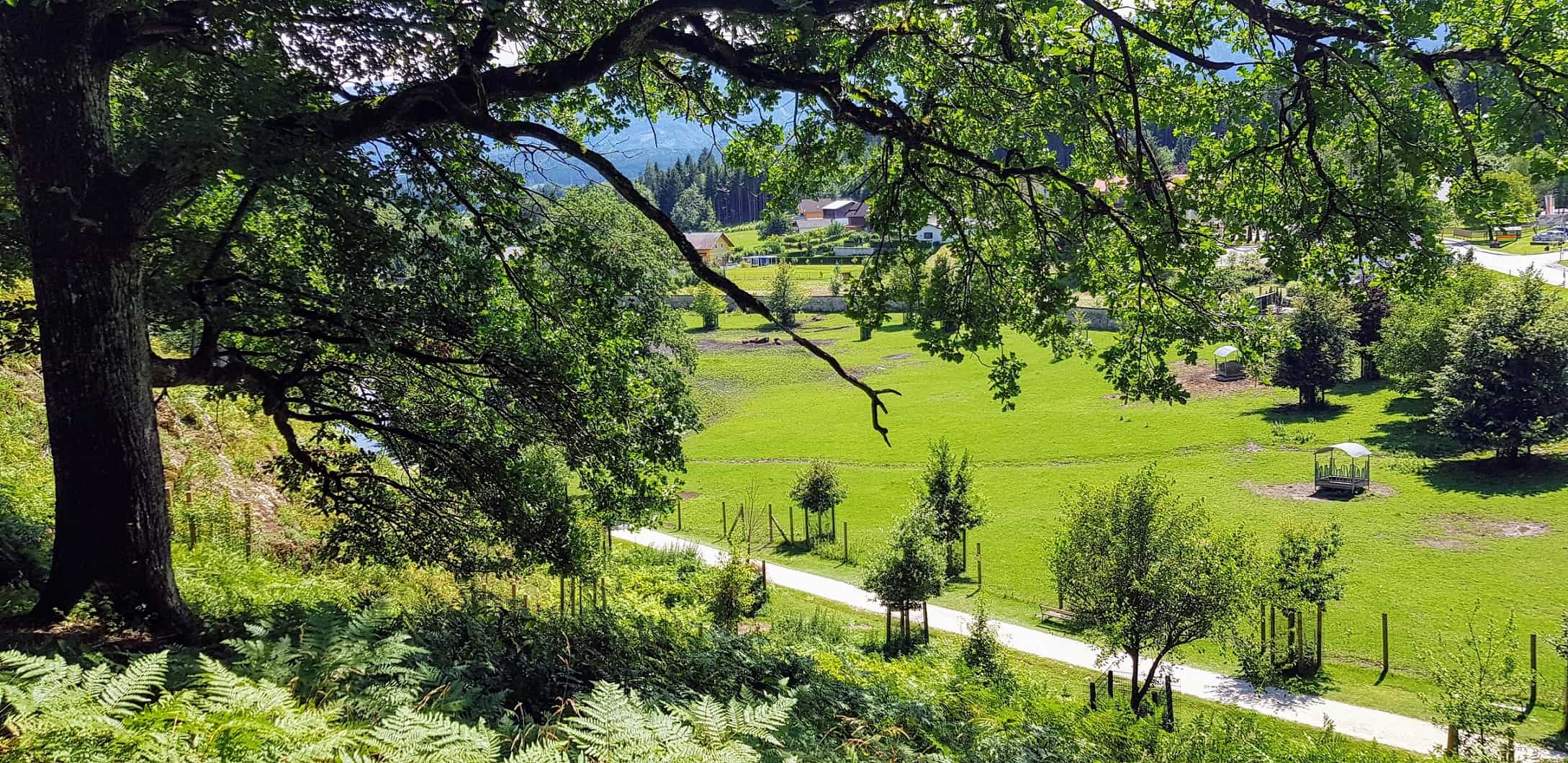 Weg zum Bison Gehege Tierpark Rosegg