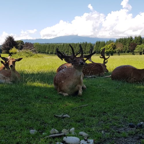 Wild im Wildtierpark Rosegg Kärntens TOP Ausflugsziele