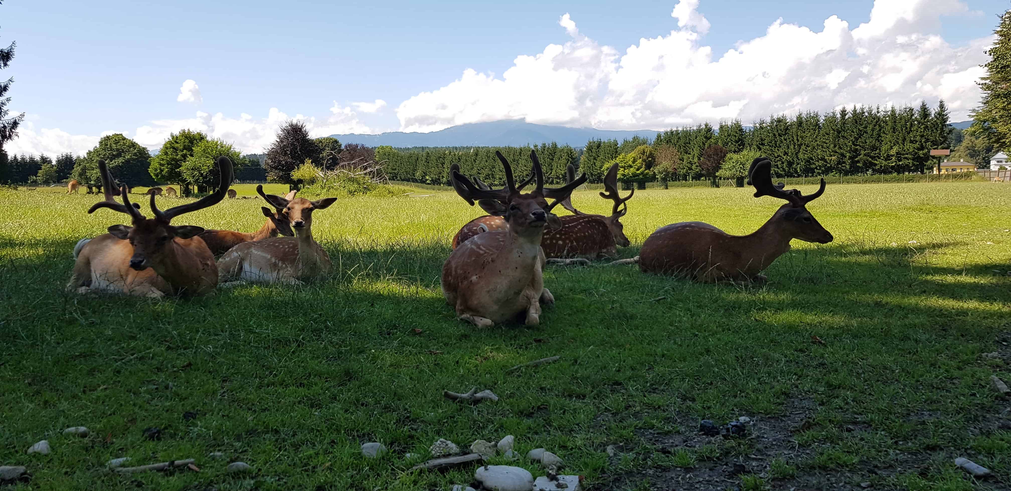 Wild im Wildtierpark Rosegg Kärntens TOP Ausflugsziele