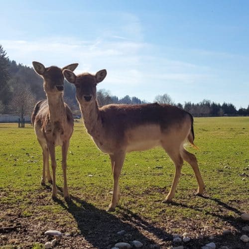 Wildgehege Tierpark Rosegg