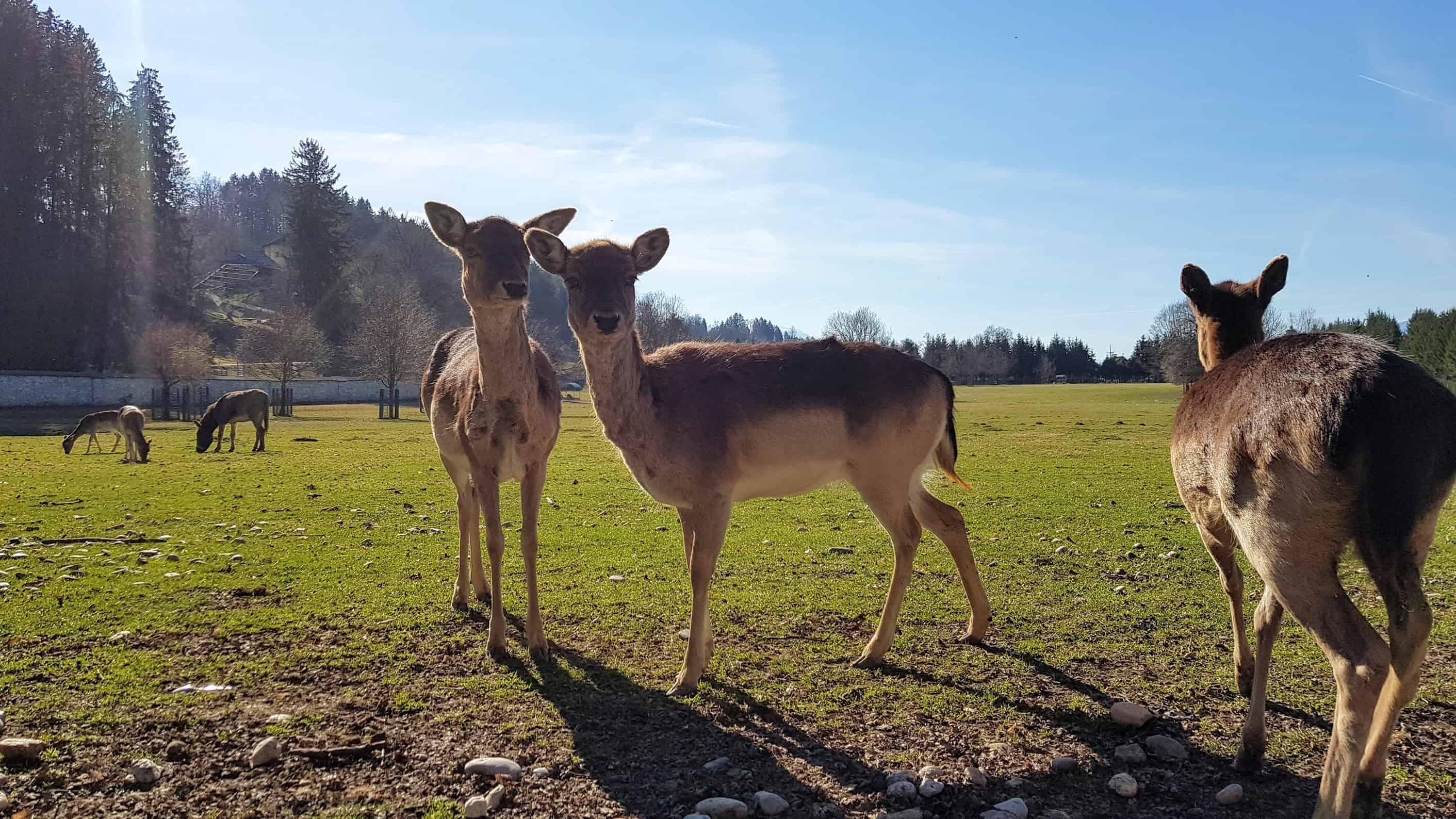 Wildgehege Tierpark Rosegg