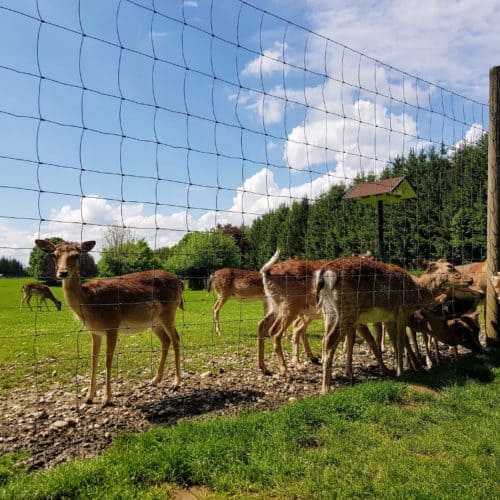 Wildgehege Tierpark Rosegg Kärnten Ausflugsziele für Kinder Zoo